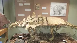 Real Life Lassie and More