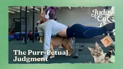 Judgy Cat | The Purr-Petual Judgment