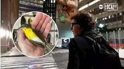 On the frontlines of the fight for a bird-friendly NYC