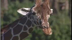 Disney Animal Kingdom