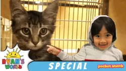 Ryan's Felines and Festivities!