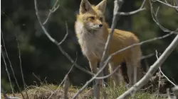 Foxes