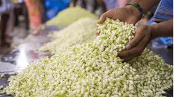 Why Jasmine Oil Is So Expensive