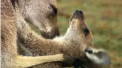 Cutest