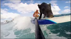 The Surfing Pig