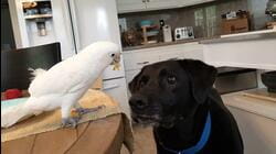 Unlikely Friendships | Pet-It-Forward