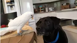 Unlikely Friendships | Pet-It-Forward