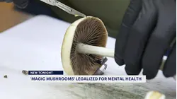 NJ becomes latest state to legalize medical 'Magic Mushroom' therapy