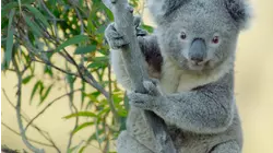 Koala Country