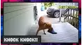 Animals Undercover
