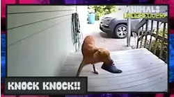 Animals Undercover | Knock Knock!!
