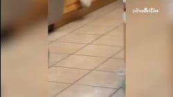 Look Out! A Kitty Ambush! | Best Pets of The Week