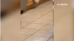 Look Out! A Kitty Ambush! | Best Pets of The Week
