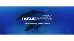 Humpback Whales