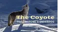 The Coyote: Yellowstone's Underdog