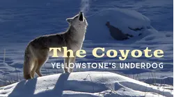 The Coyote: Yellowstone's Underdog