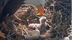 Eagle Couple Jackie and Shadow Welcome a Pair of Eaglets