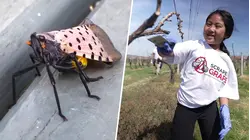 How This Vineyard Is Battling the Spotted Lanternfly Invasion