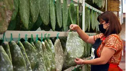 Why Tiny Cactus Bugs In Red Food Dye Are A $35 Billion Industry