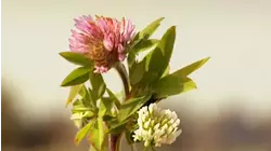 Honey, Bricks and Pipe Organs