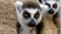 Lemurs of Anja Mountain