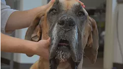 When Dogs Bite