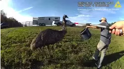 Runaway Emu Leads Ohio Deputies on Wild Chase