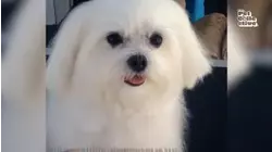 Grooming
