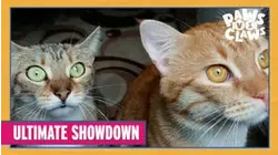 Ultimate Showdown
