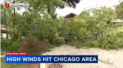 Trees knocked down amid high winds in Chicago area