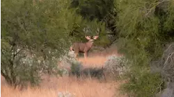 The Great Outdoors S2:E10 "Western Extreme"