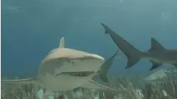 Shark Biology