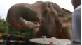 Viral Wild