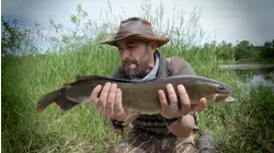 Human Hands vs. Piranha