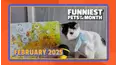 Funniest Pets of the Month