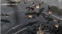 Large bat colony discovered in Wake County stormwater system  