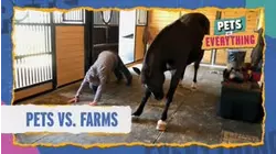 Pets VS. Farms