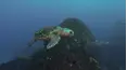 Wildest Places: Pacific