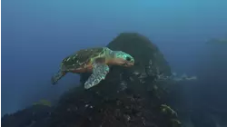 Islands