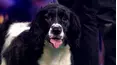 Superstar Dogs