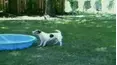 Funniest Pets & People