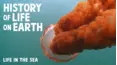 History of Life on Earth - Life in the Sea