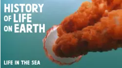 Life In The Seas
