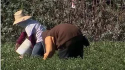 El DHS pone fin a la extensión automática de los permisos de trabajo