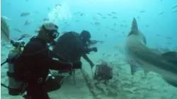 Tiger Sharks