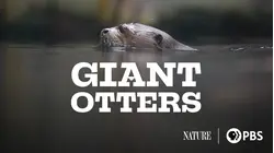Giant Otters