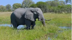 The Okavango: Lifeblood Of The Kalahari