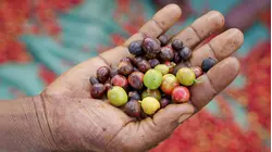 Why Single Origin Coffee Is So Expensive