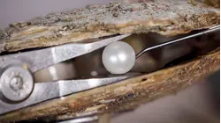 Why South Sea Pearls Are So Expensive