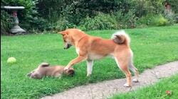 Pets Meeting Each Other